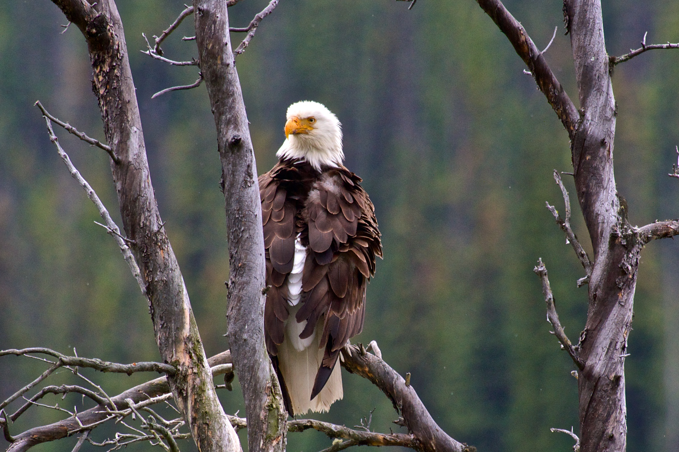 Jasper, Canada: Wildlife & Wilderness Bonanza